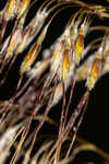 Lopsided Indiangrass